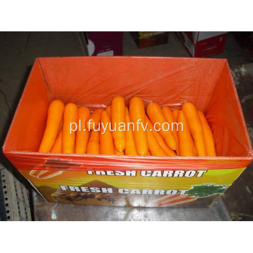 XIAMEN 316 NAJLEPSZY CARROT